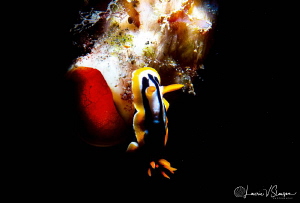 Chromodoris strigata/Photographed with a Canon 60 mm macr... by Laurie Slawson 